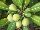 میخک ژاپنی